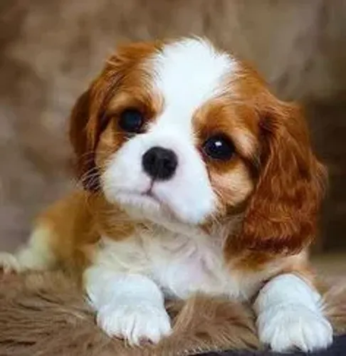 Amorosos Filhotes de Cavalier King Charles