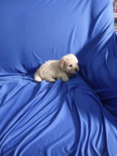 Poodle Mini