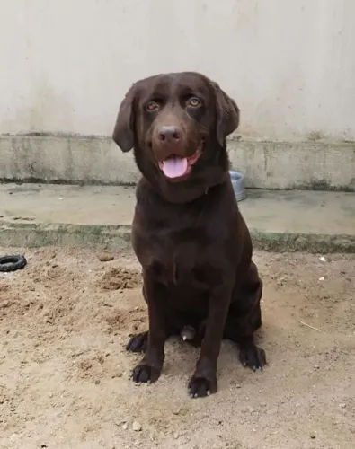 Labrador macho 10 meses