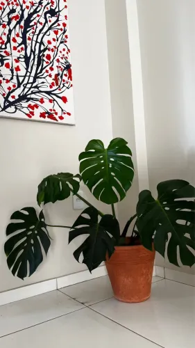 Planta Costela-de-Adão Grande + Vaso de Barro