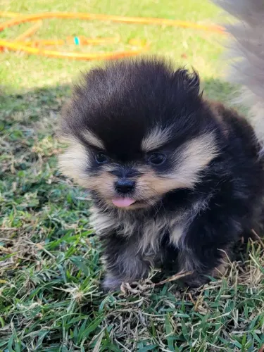 Spitz Alemão ( Lulu da Pomerânia) Anão macho - Pedigree CBKC - 12x sem juros