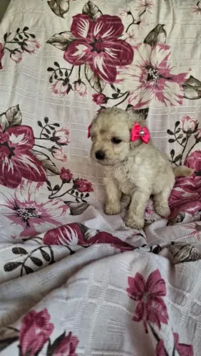 Poodle toy