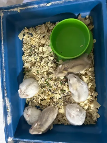 Vendo filhote de Hamster Anão russo.