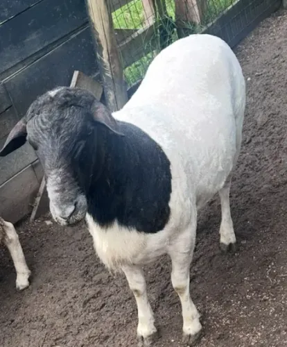 Vendo ou troco Carneiro  Dorper reprodutor  . Está com mais de 100 kg