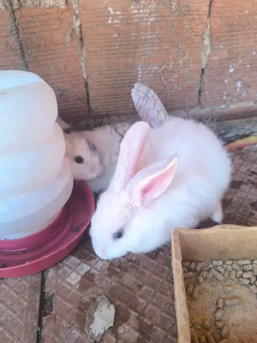 Coelhos com 60 dias