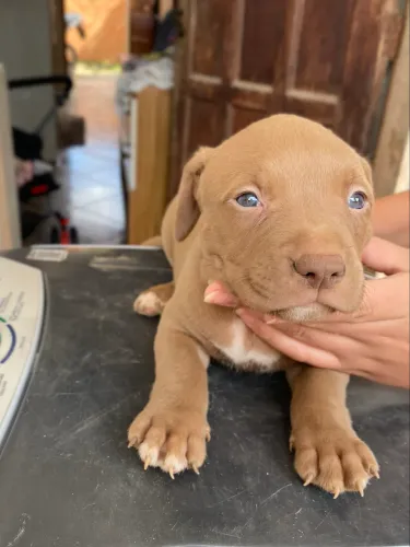 filhote de pitbull fêmea
