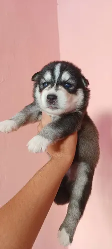Filhote Husky siberiano macho com pedigree