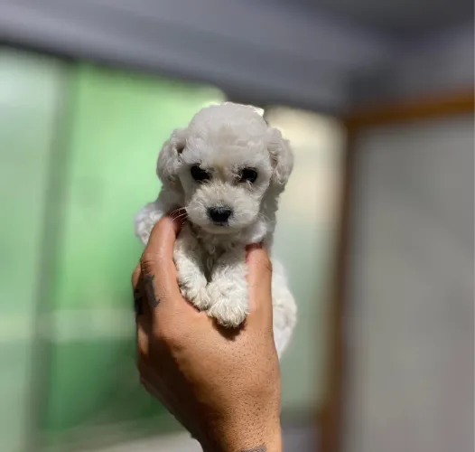 FILHOTE - poodle toy machinho
