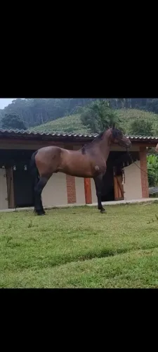 Cavalo macha picada