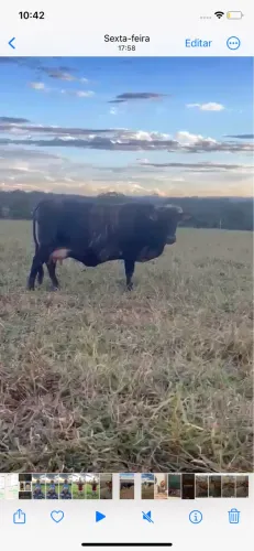 Vendo vaca na hora de parir