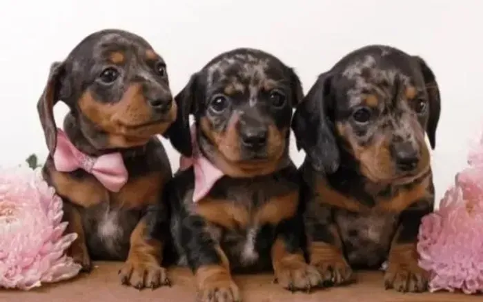 Dachshund Teckel Filhotes Mini Diversas Cores.