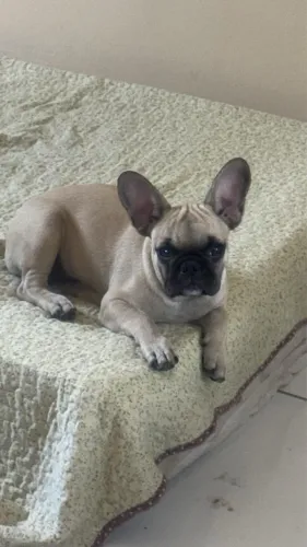 Buldogue francês 