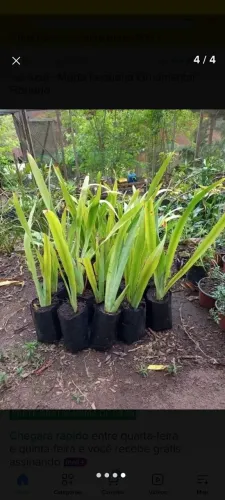 Mudas de Iris Azul
