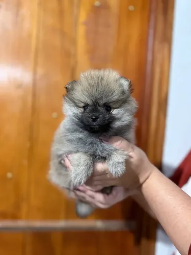 Spitz Alemão fêmeas anãs Lulu da Pomerânia á venda