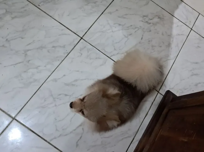 Spitz adulta
