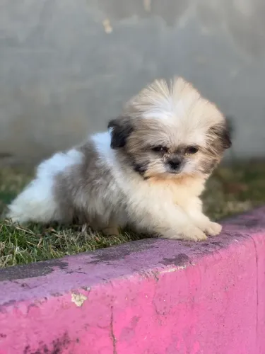 Pet