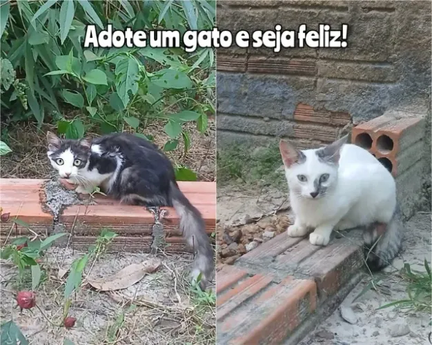 Gatos para doação