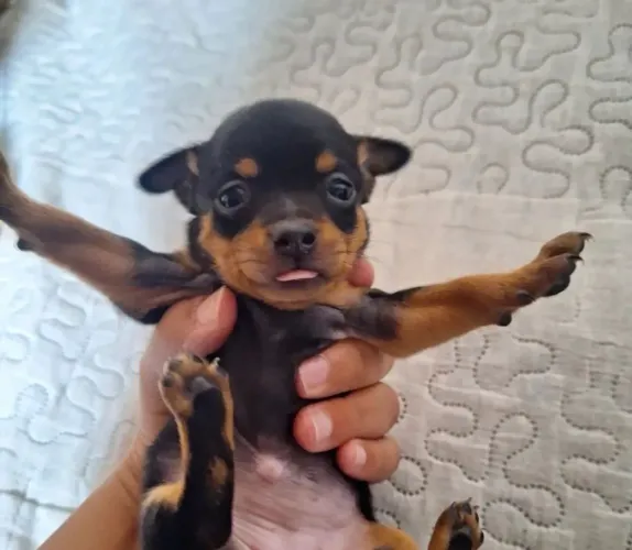 Pinscher Filhote - Pronto para um Novo Lar