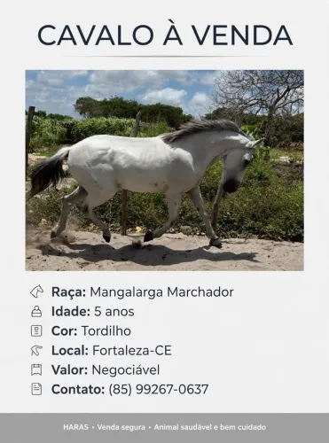 *CAVALO MANGALARGA MARCHADOR À VENDA - 5 ANOS - PACAJUS/CEARA