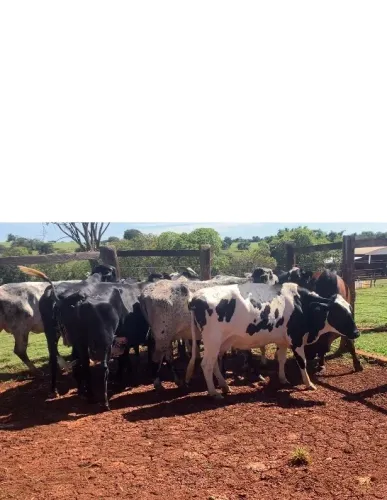Vacas leiteiras