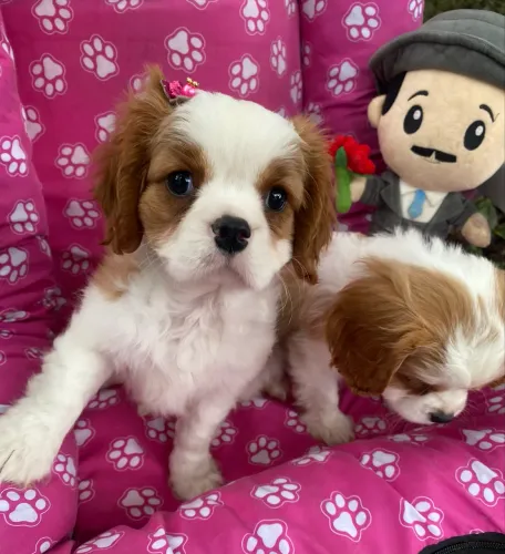 Cavalier king charles imagens reais 
