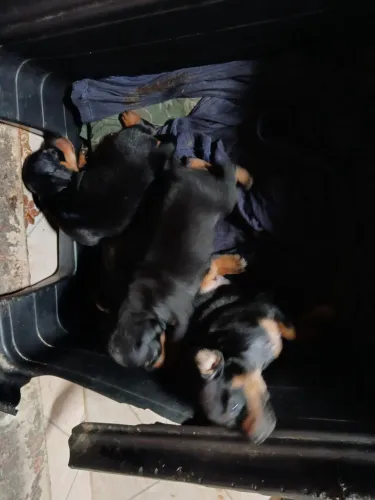 Pinscher 600 reais, entrar em contato pelos telefones: * ou *.