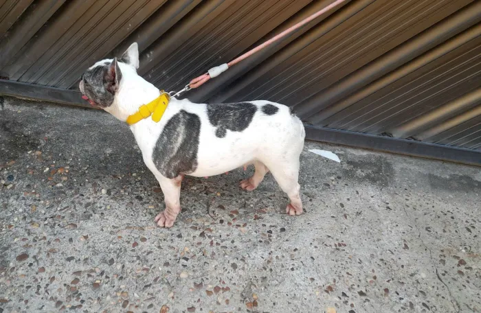 Fêmea Buldog francês adulta exótica.