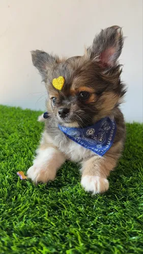 Chihuahua