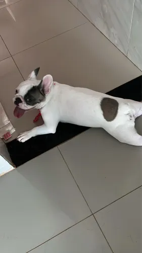 Bruce procura-se uma namorada