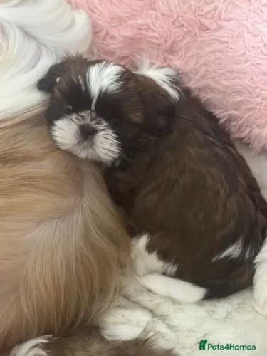 Filhote de cachorro shih tzu/shitzu brincalhão ideal para companhia dócil