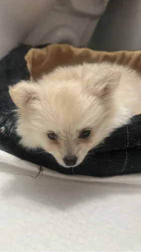 Fêmea Raposinha 2 meses Lulu da Pomerania