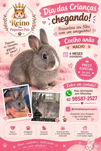 Coelho anão
