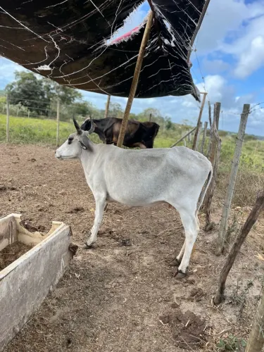 3 Vacas