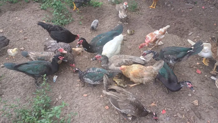 Vendo patos...