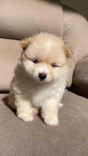 Lulu da pomeranea anao ursinho macho2.200