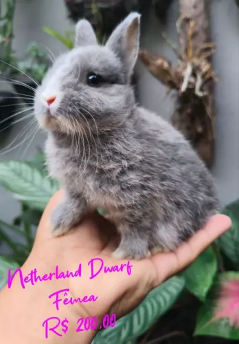 Coelho Anão Netherland Dwarf 