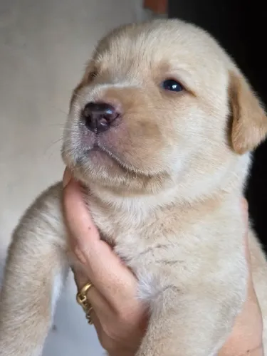 Labrador puro 