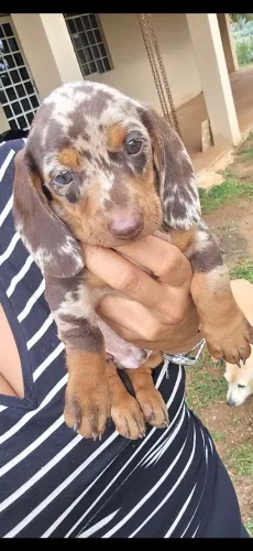 Belíssimo dachshund, salsicha bassê.