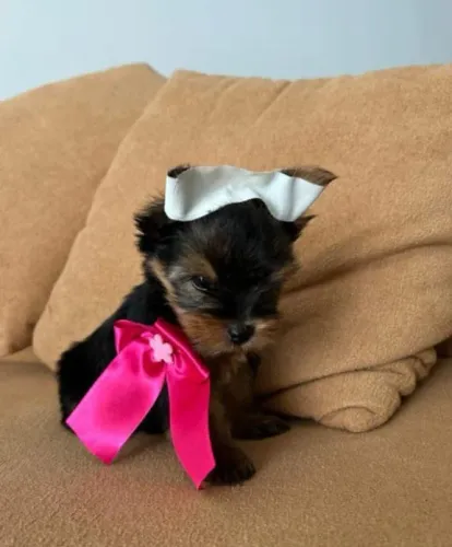 Filhote Yorkshire Terrier, Diga sim para uma vida cheia de lambeijos e carinho!