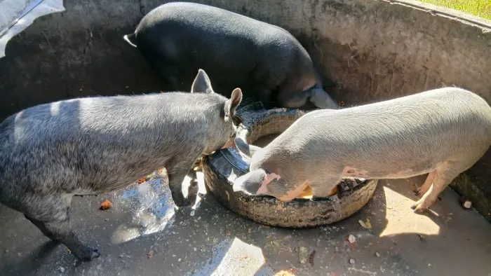 Porco caipira 