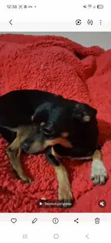 Doa cachorrinho porte pq menos 5 kg com 6 meses
