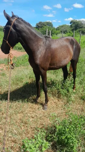 Potro mangalarga 