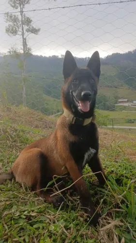 Pastor belga malinois 