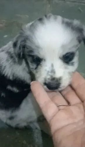 Border Collie Filhotes cor Merle com Pedigree