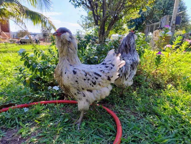 Galinha ameraucana