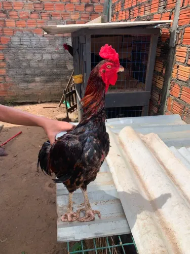 Galo