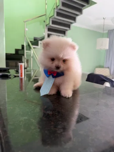 Spitz alemão 