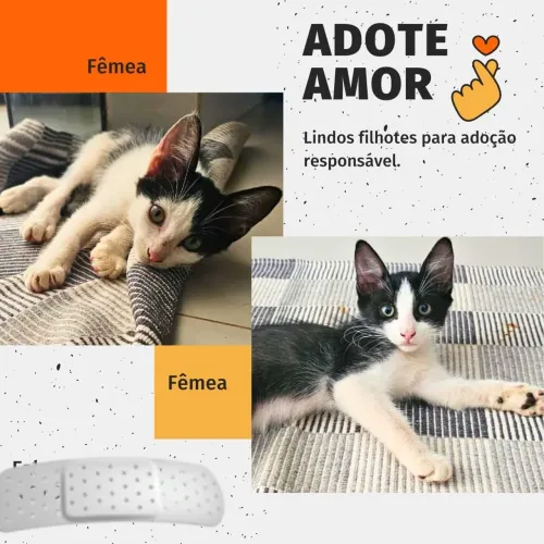 Doação de Filhotes