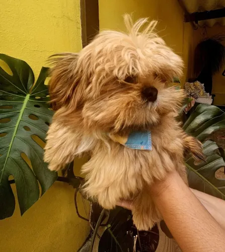 Melhores de shih Tzu macho três meses