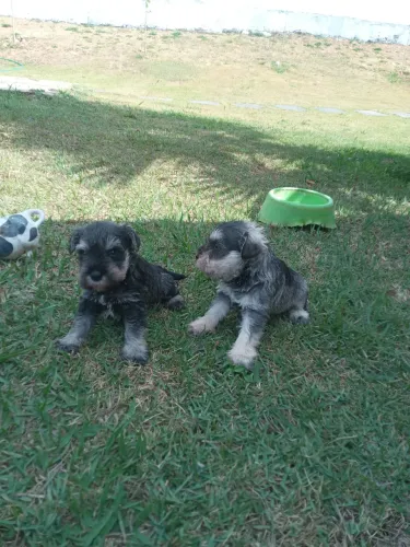 Schnauzer miniatura filhotes 